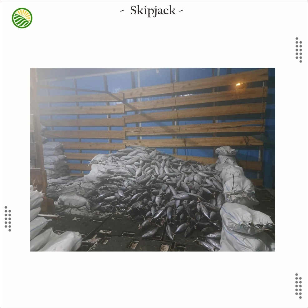 skipjack 5.jpg