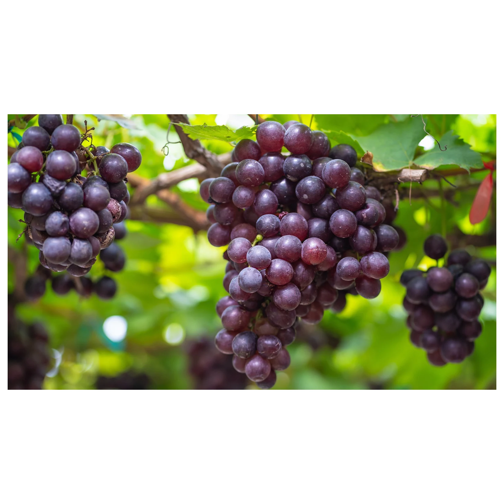 Best Quality New Fresh Green Grapes Crimson Seedless Fresh Fruit Grape for Export Fine starts with good grapes