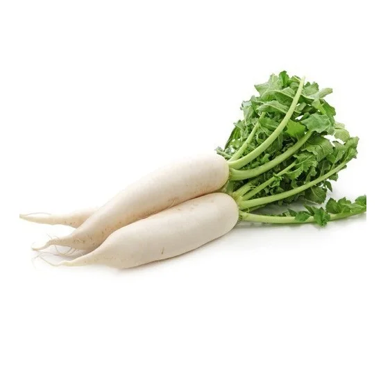 Best Quality Hot Sale Price Fresh Vegetables Radish