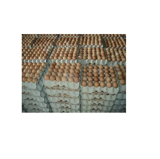 Fresh Organic Poultry Chicken Brown Table Eggs | Halal Top Quality Packed Eggs