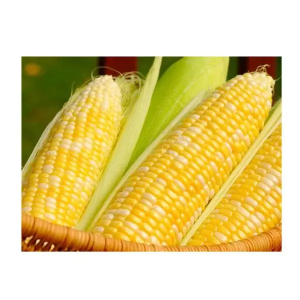 Buy Wholesale GMO Top quality Dried Yellow Corn - Maize Dry For Animal Feed For Export