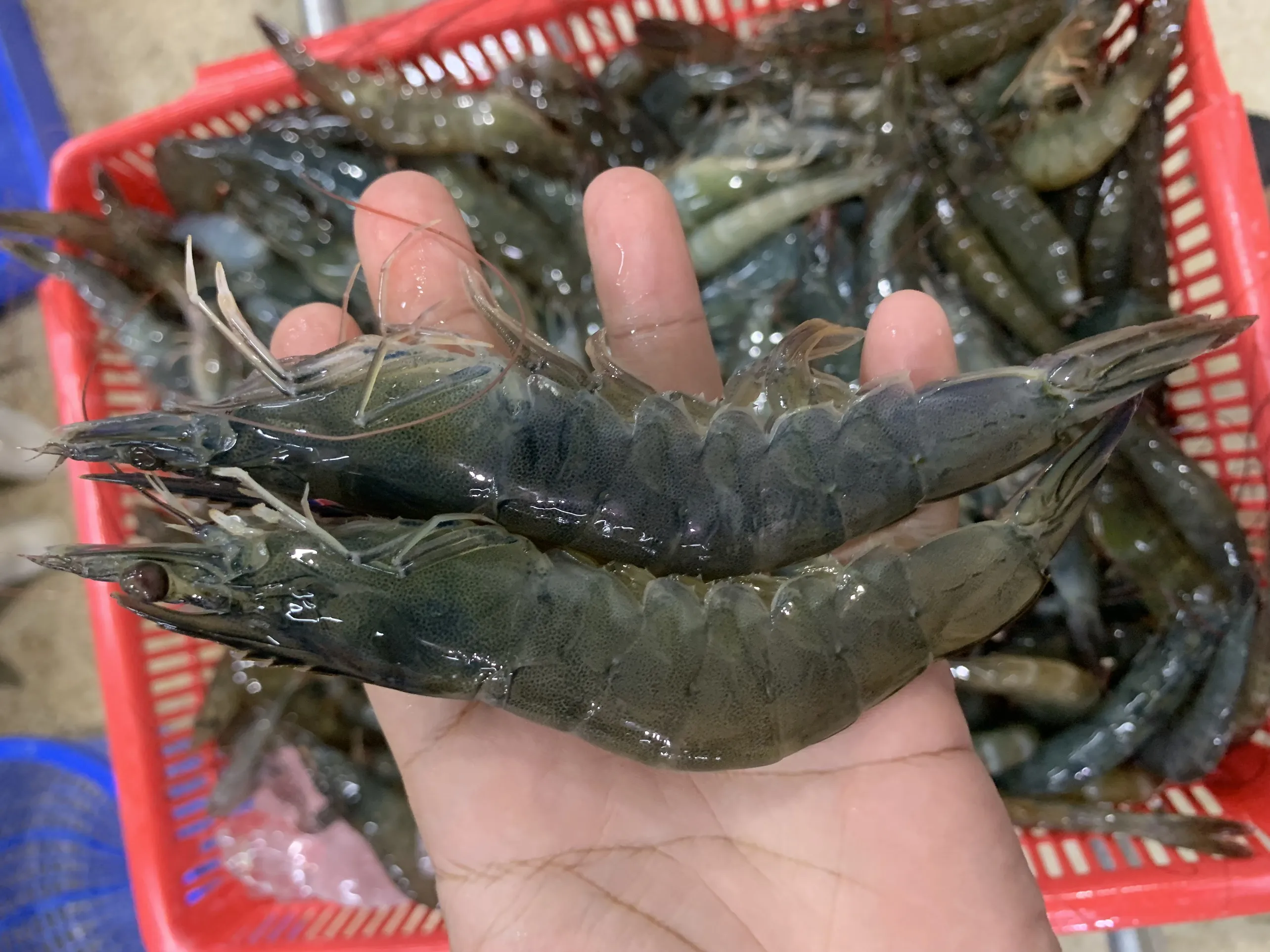 Wholesale Vannamei Shrimp HOSO High quality IQF frozen fresh Best quality from Vietnamese