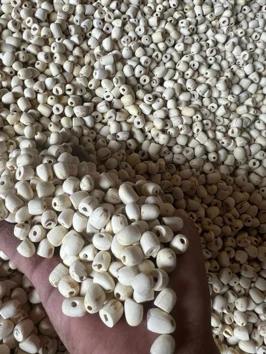 Premium Dried Lotus Seeds Perfect for Making Nutritious Soups and Desserts Ideal for Exporting