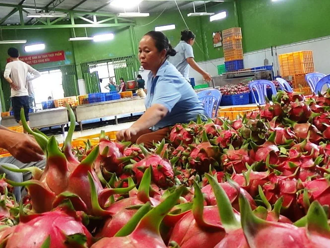 Fresh and premium quality Dragon/Pitaya fruit from Viet Nam - good price for wholesale