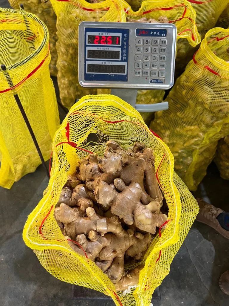 High Quality Competitive Price Fresh Elephant Ginger From Vietnam 2023 Fresh Ginger Export