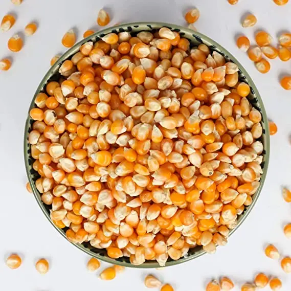 Yellow corn grains d03