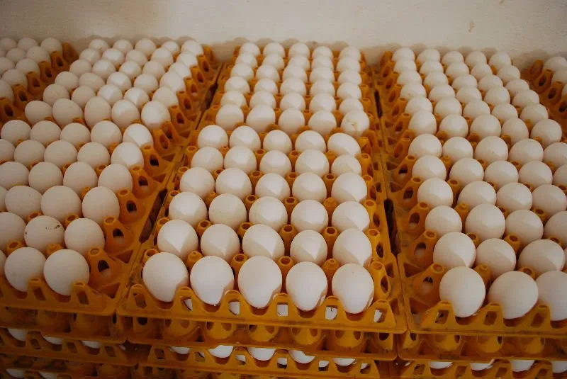 Wholesale Fresh Table Chicken Eggs - Fresh Table Chicken Eggs