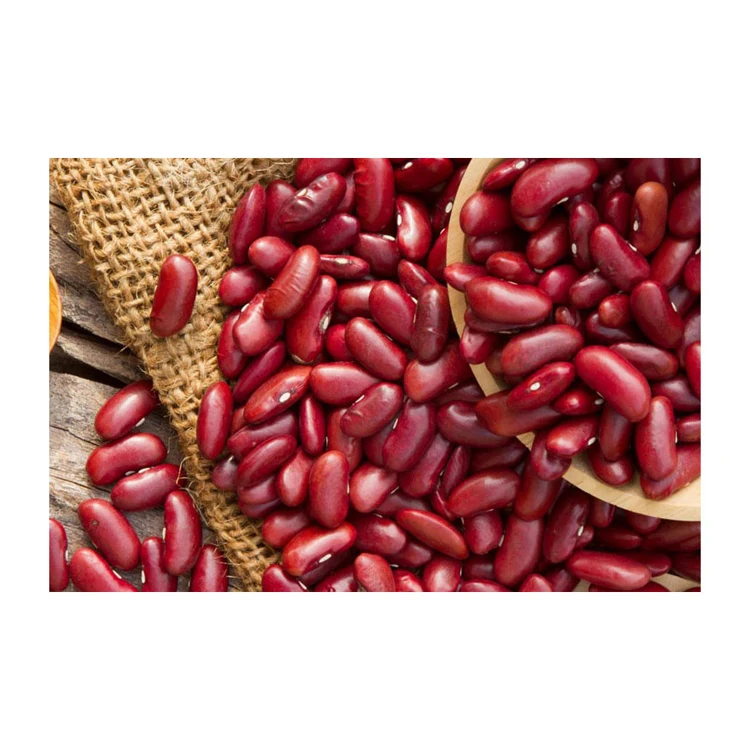 Beans in Tomato Sauce Red KOSHER Style Packaging Shelf Water Type Life Shape Year Bean Product ISO Salt HACCP Kidney Ingredients