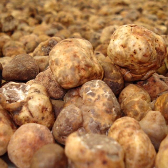 Italian Whole Bianchetto Truffle 90 g New Product 2023