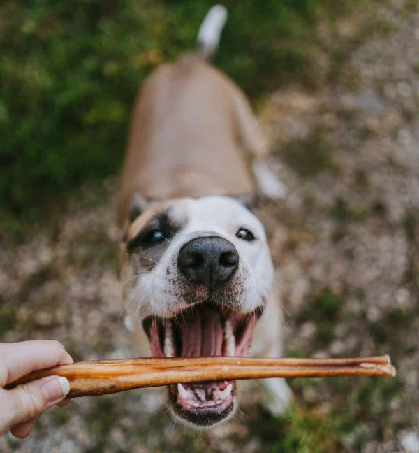 Bully Stick Healthy For Dog Food Best Quality Dry Bully Stick  2 4 6 8 12 Inches Dog Chew Bully Sticks pizzle and braided