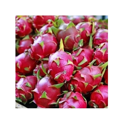 Top Quality Fresh Dragon Fruits For Sale At Best Price