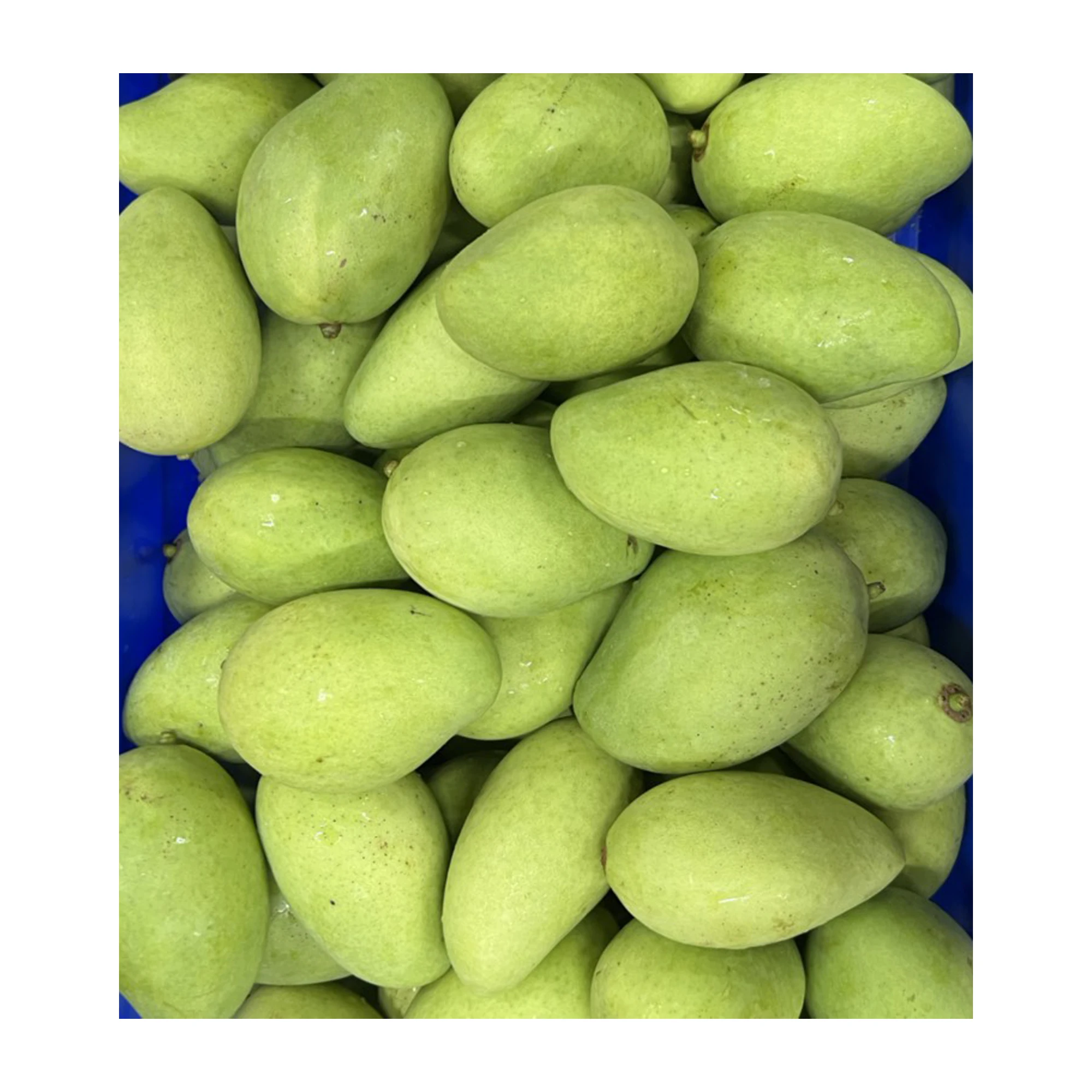 Свежее манго оптовая продажа лидер продаж сладкие и вкусные желтые тропические