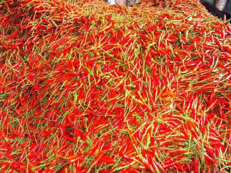 100% natural fresh chilli / Vietnam chilli