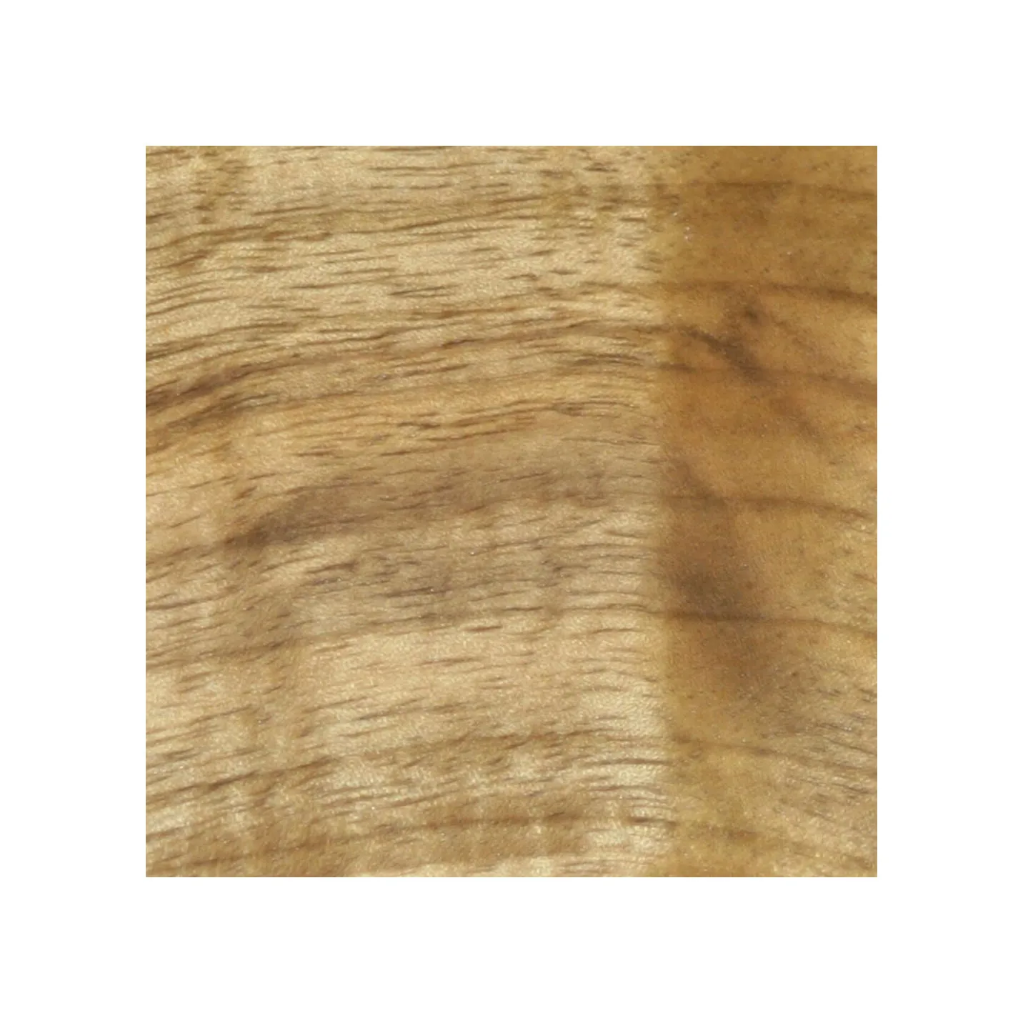 Excellent Hot sale Quality / myrtle wood/ logs