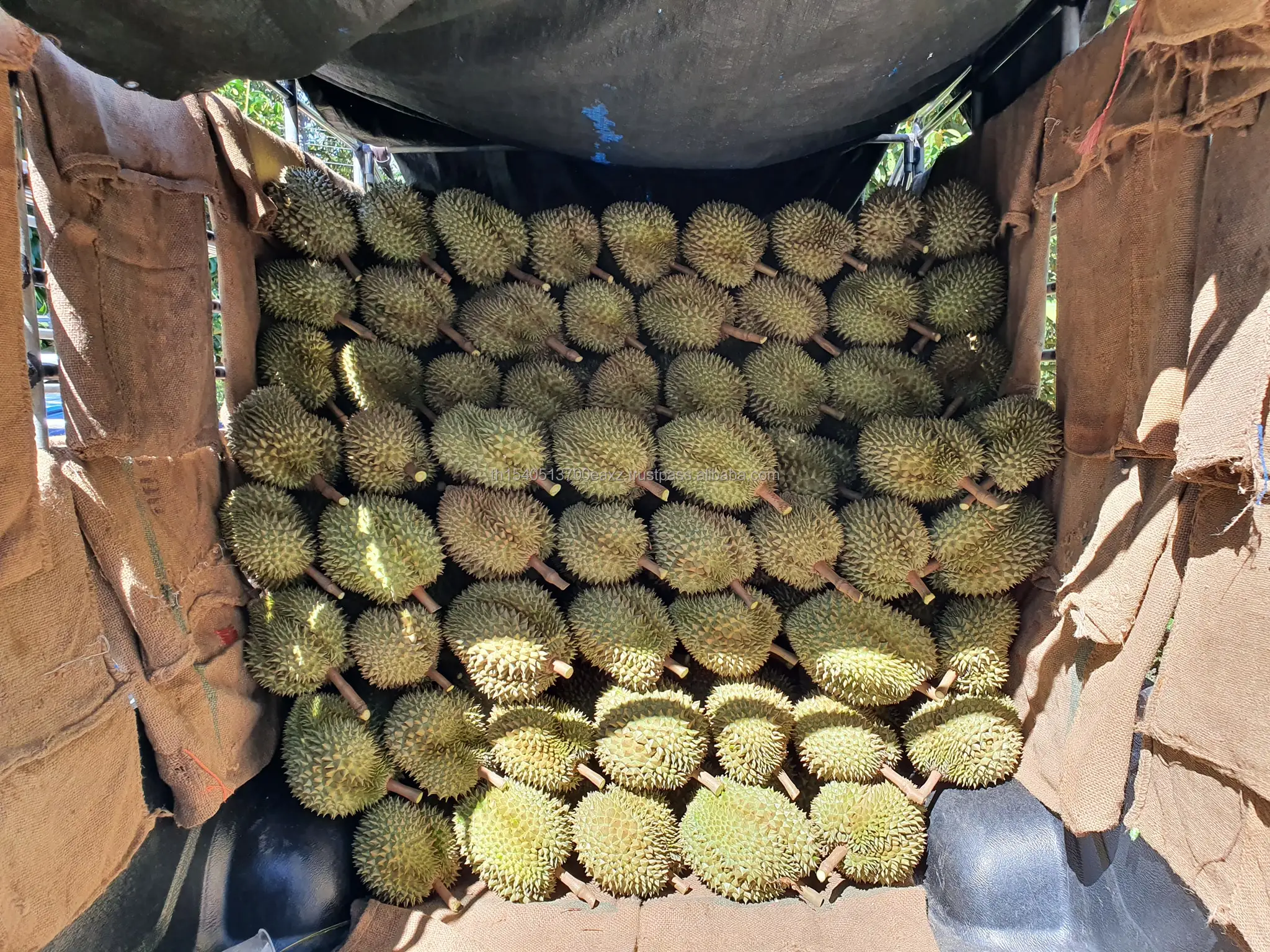 Durians Monthong  Best Seller