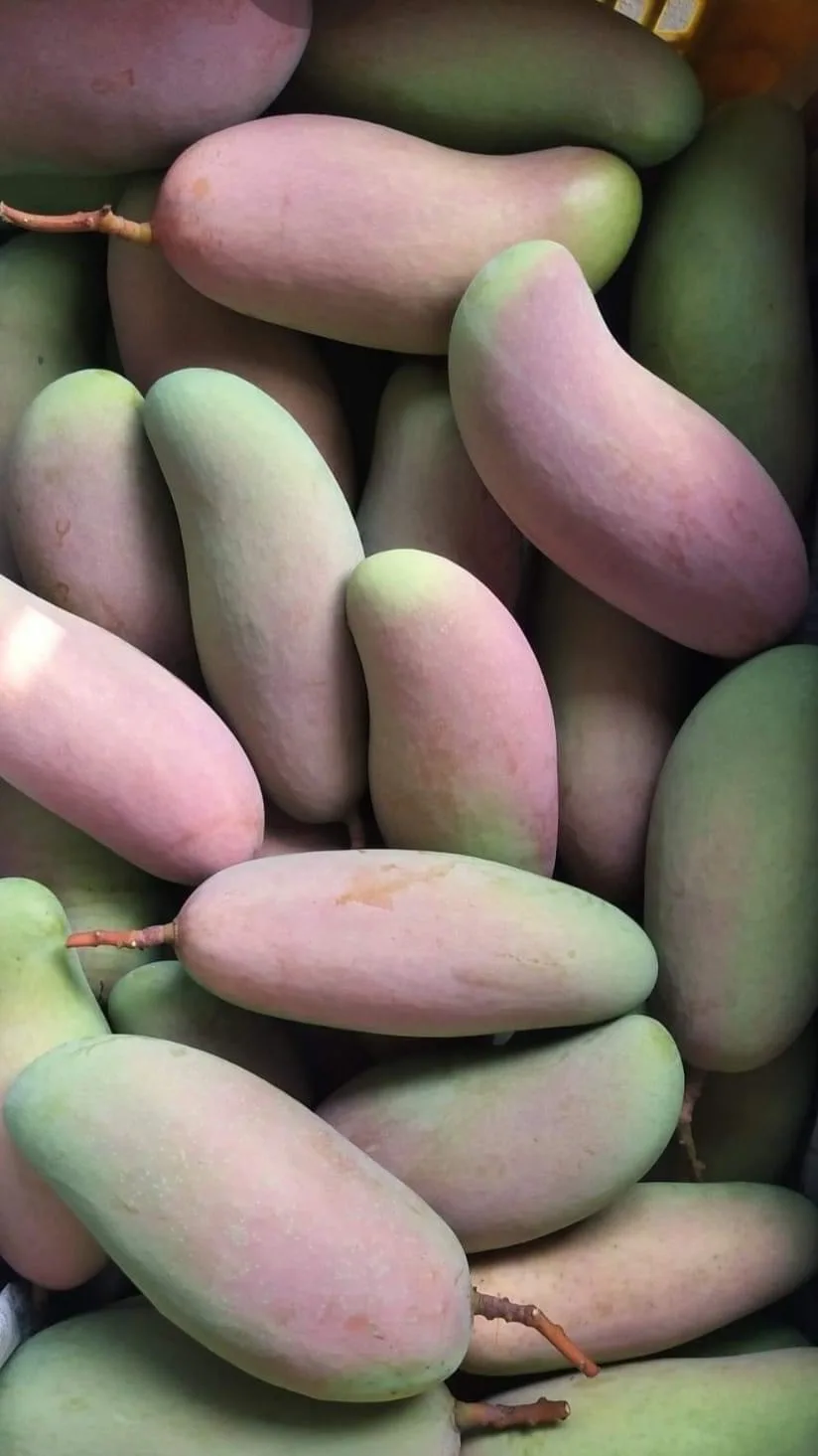 High Quality Thai mango (Pink) from Thailand sweet and soft (Export grade, Premium, Very sweet)