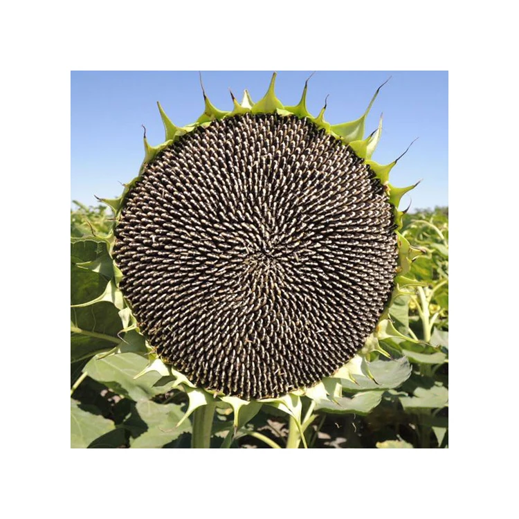 Factory Direct Sales Healthy Pure Natural Vegetable Nuts Newest Crop Organic Bulk Sunflower Seeds