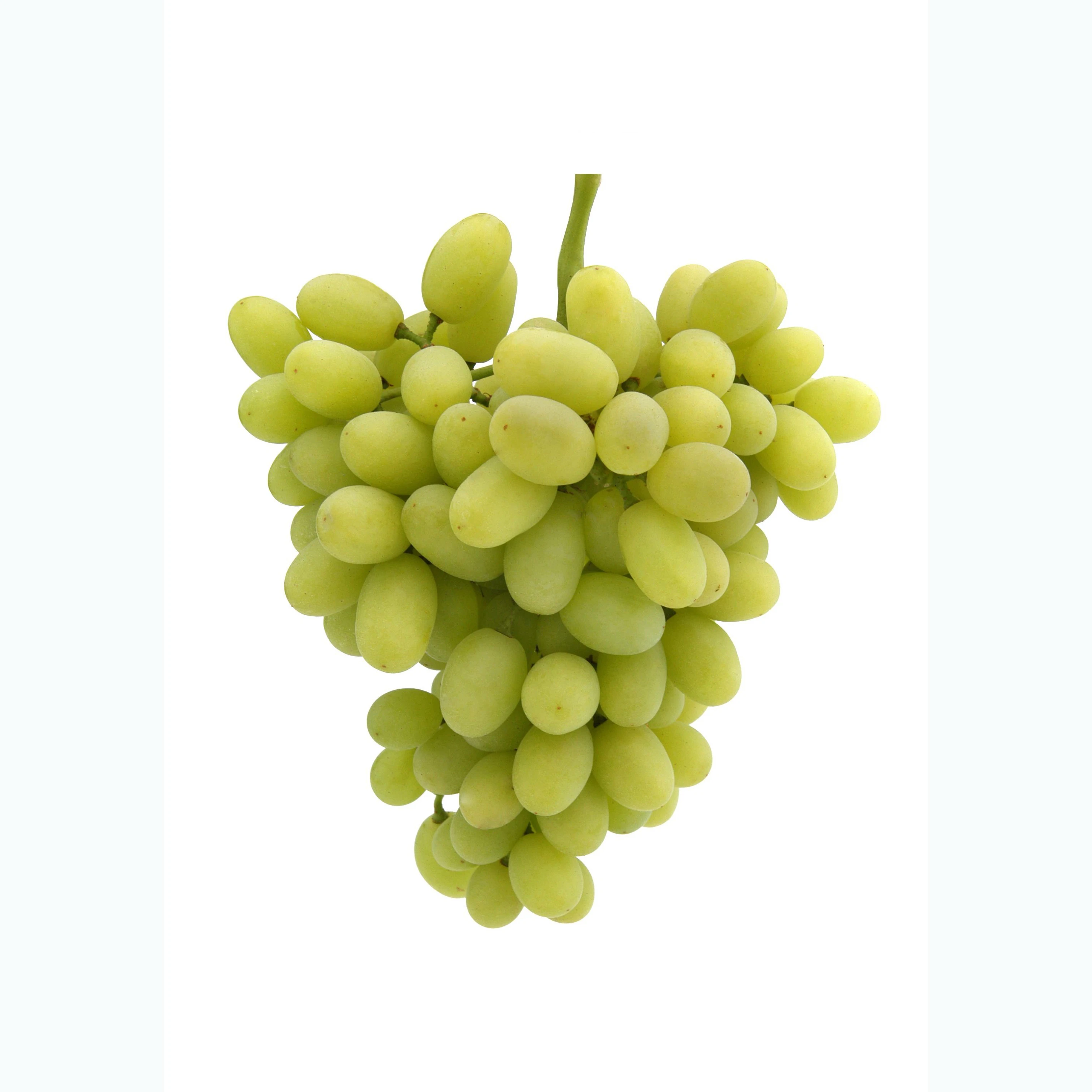 High Sweet Fresh Shine Muscat Grapes Natural Seedless Green Grapes with Rich Vitamins Produced in AUSTRIA