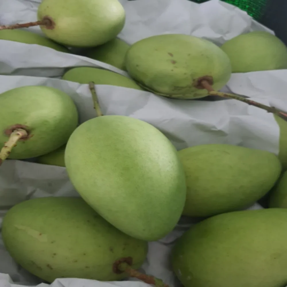 1 Month Shelf Life Fresh Mangos Passionate Aroma Sweet Taste Agriculture 100% Natural Vietnamese Cat Chu Mango