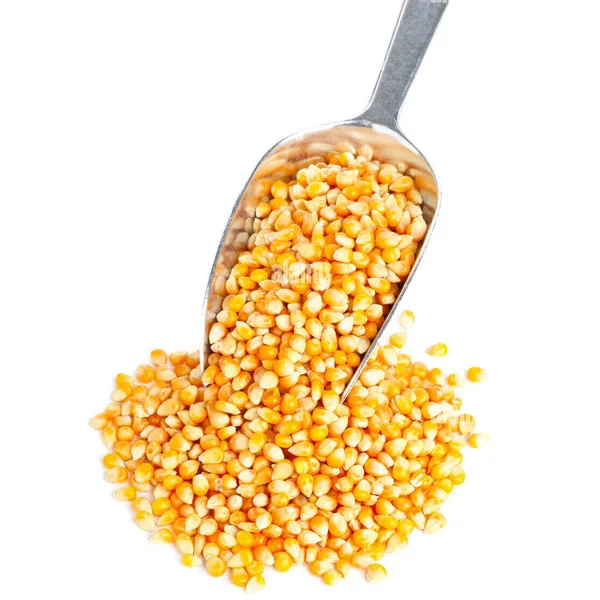 Горячая Распродажа новый урожай желтой кукурузы кукуруза для людей и животных кормовое потребление Желтая Кукуруза