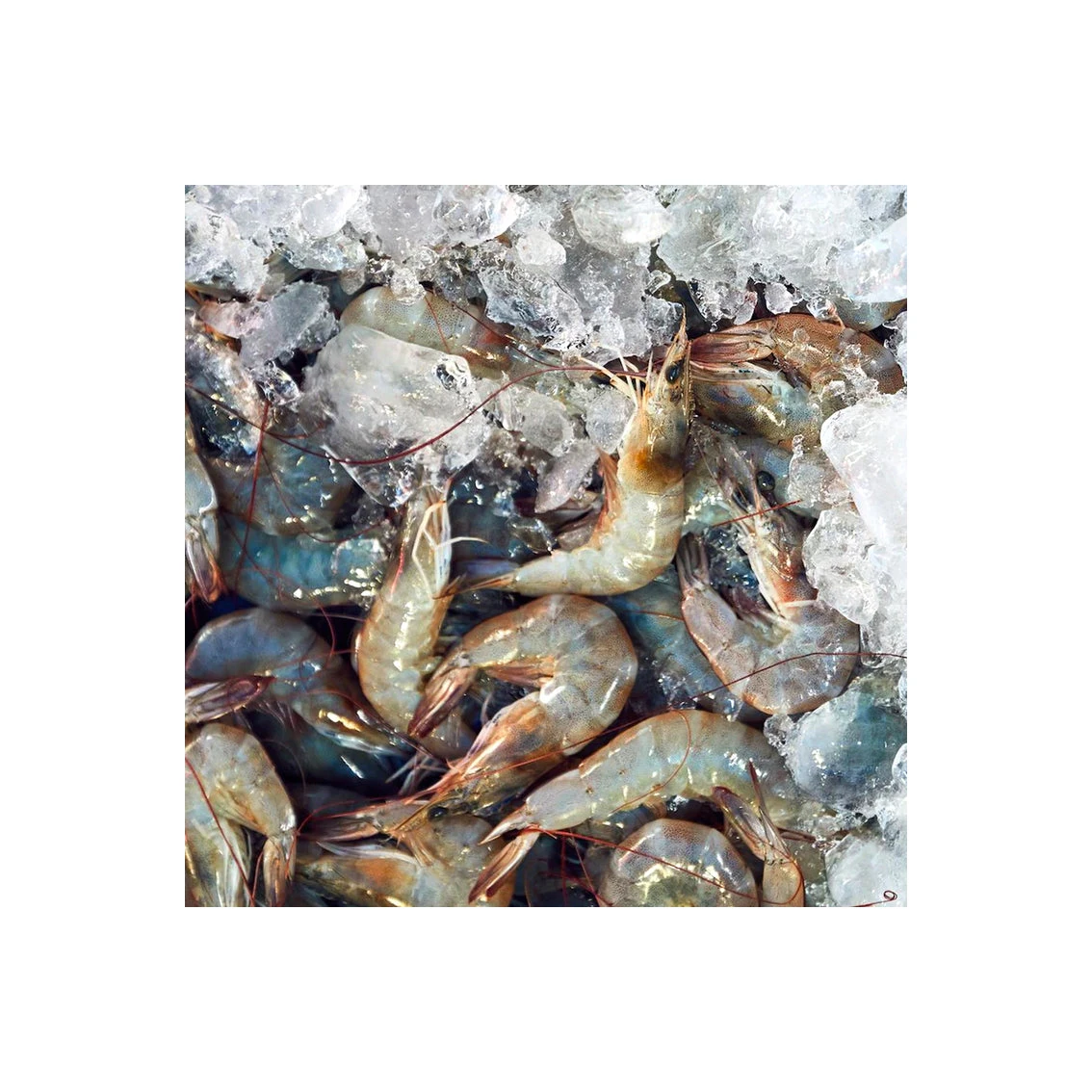 Лучшая цена замороженные белые креветки Srimp высокого качества