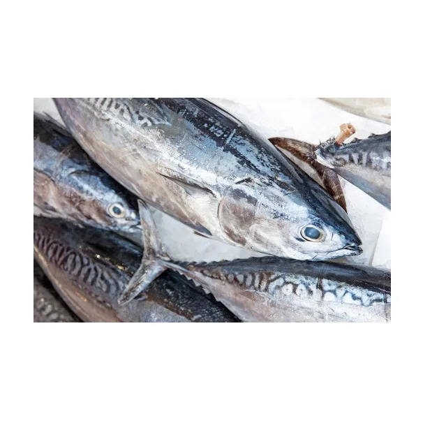 Wholesale Supplier Of Bulk Fresh Stock of Frozen Whole Skipjack Tuna Fish