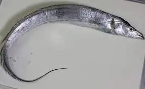 Frozen Ribbon Fish Export Quality Nutritious Organic Seafood Supplier Whole Round Healthy Full of Protein Fish