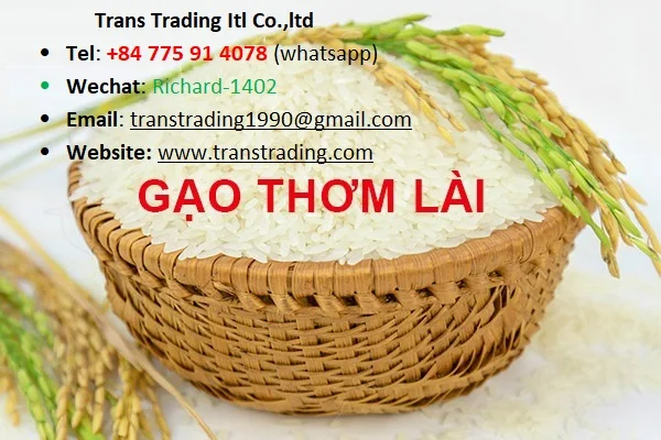 Storage Type Customized Packaging Glutinous paddy rice Vietnamese Long Grain Jasmine White Rice from Vietnam