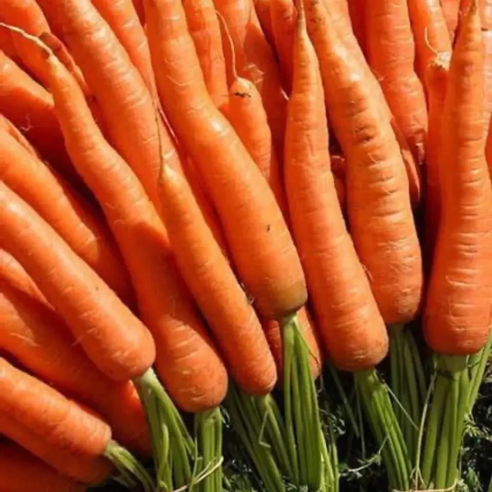 Organic Fresh Carrots Common Cultivation Export Quality Orange Natural Sweet From Thailand Manufacturer