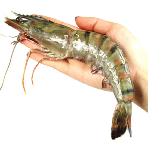 High quality seafood frozen red shrimp from bangladeshi supplier Tiger Shrimp low Price Sea Food Shrimp Frozen