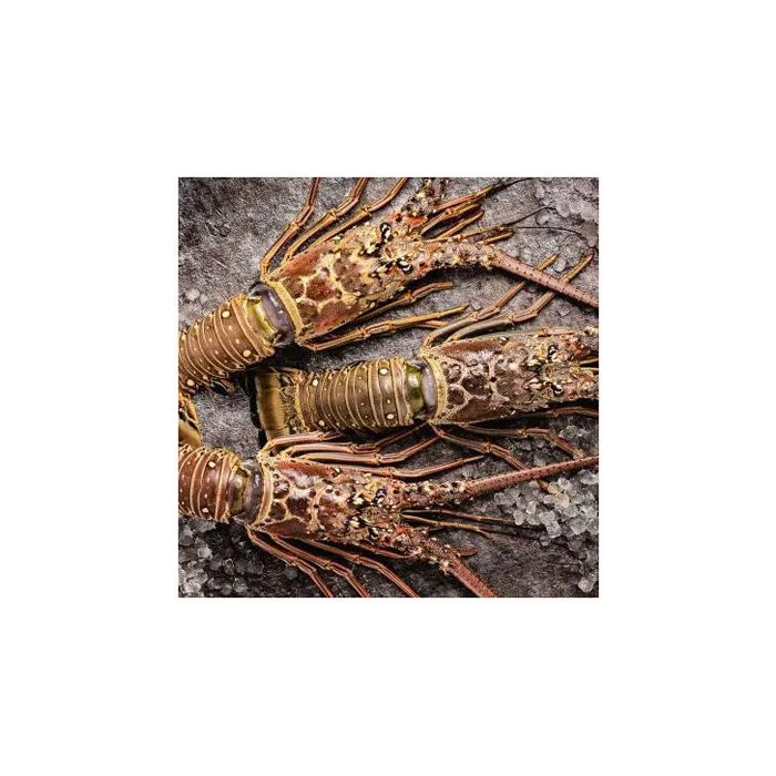 High Consumption Seafood Product Fresh Frozen Rock Lobster Selling Frozen Lobsters