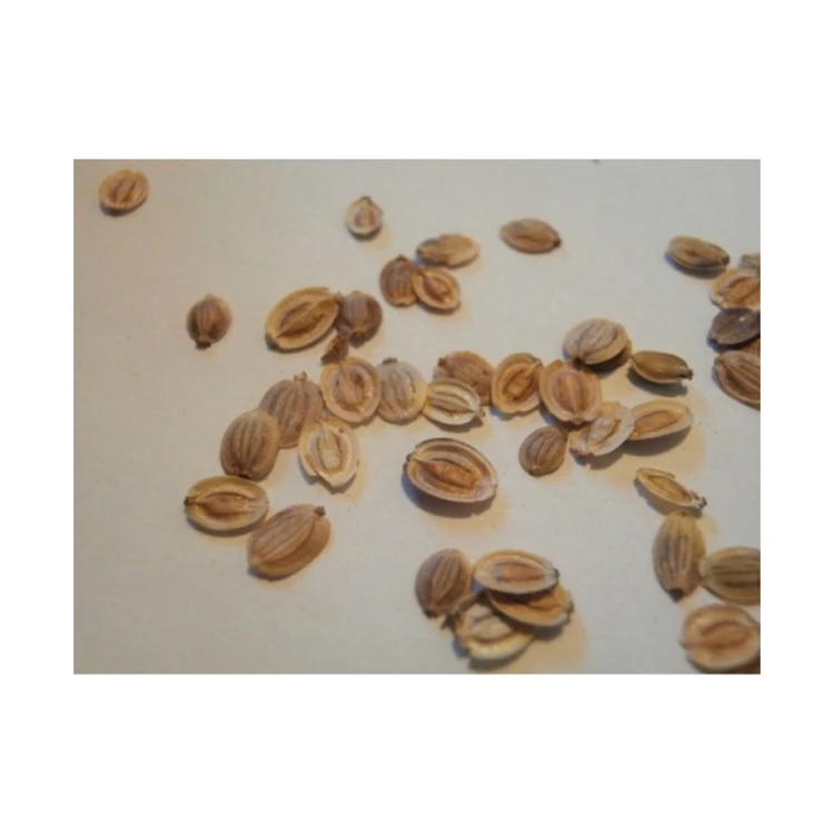 Dried Natural Parsnip Seeds for Sale