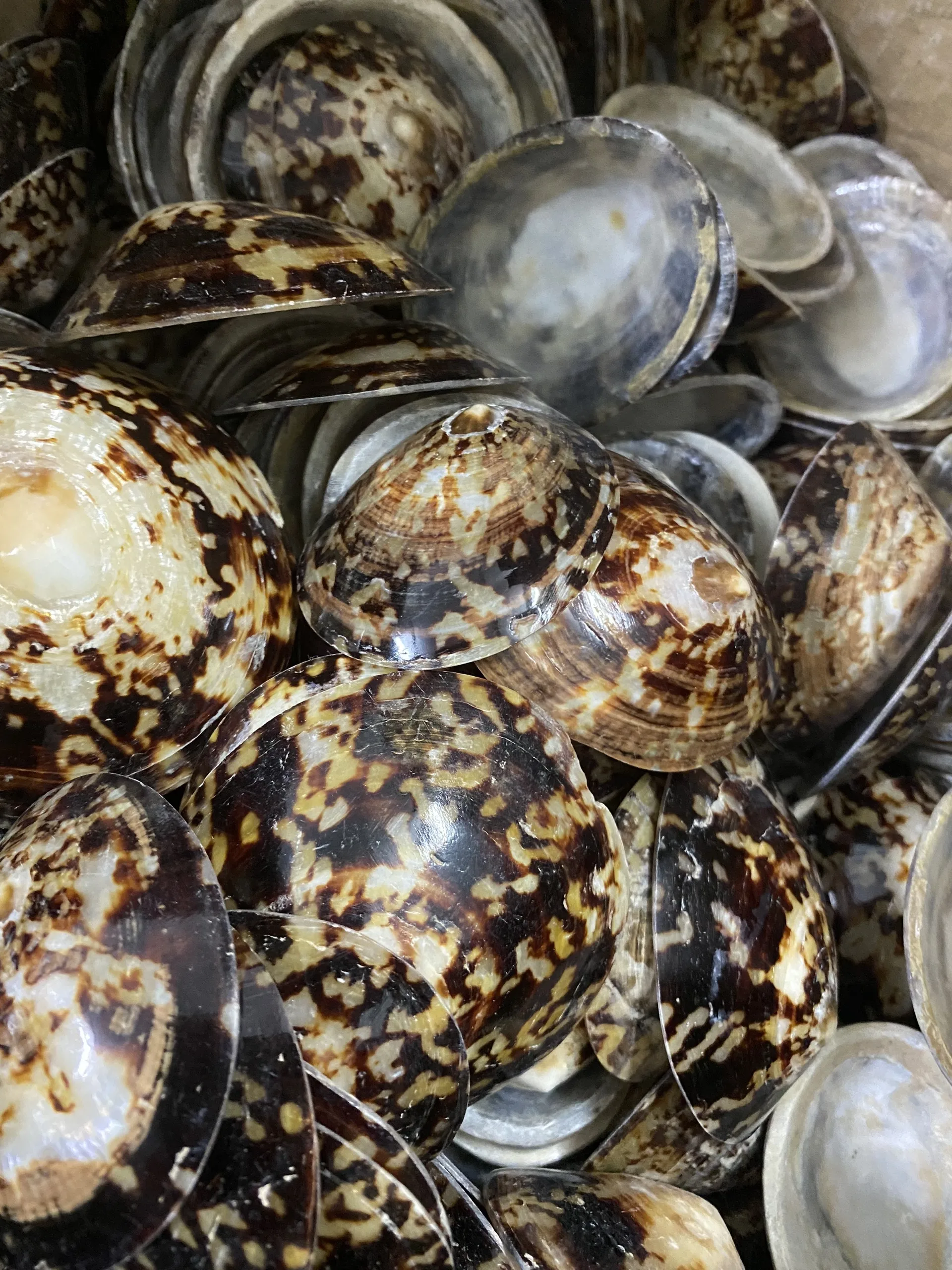 Высококачественная раковина морская Limpet Murex Operculum с конкурентоспособной ценой из Вьетнама для покупателя