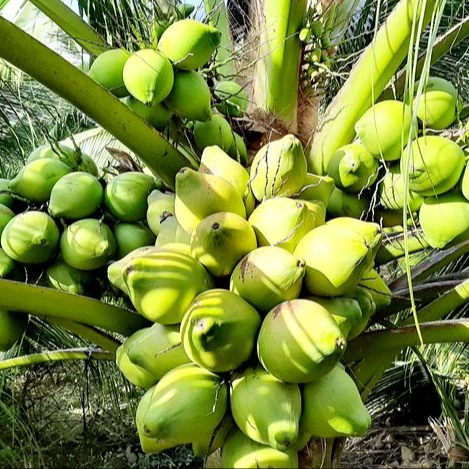 Fresh Young Coconut Water From Vietnam | Tropical Fresh Fruit From Vietnam | V.A.F Vietnam Agriculture Food