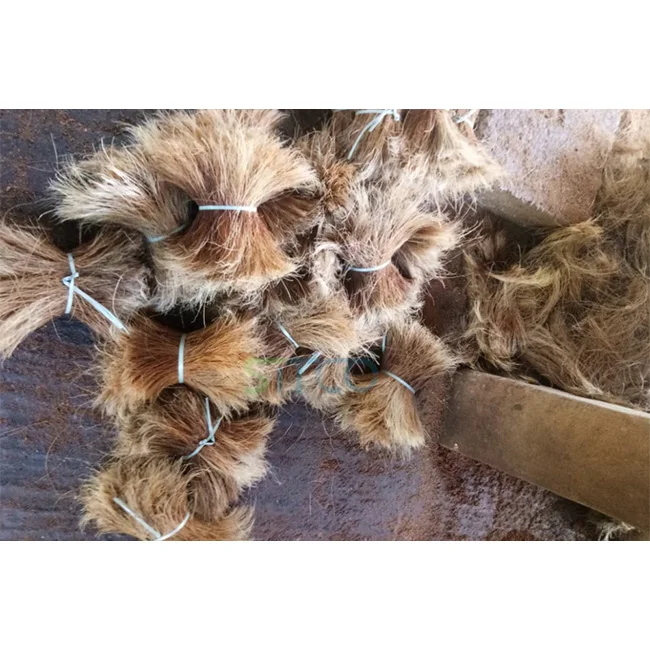 HOT SALE NATURAL BRISTLE FIBER AT LOW PRICE FOR SALE IN INDIA