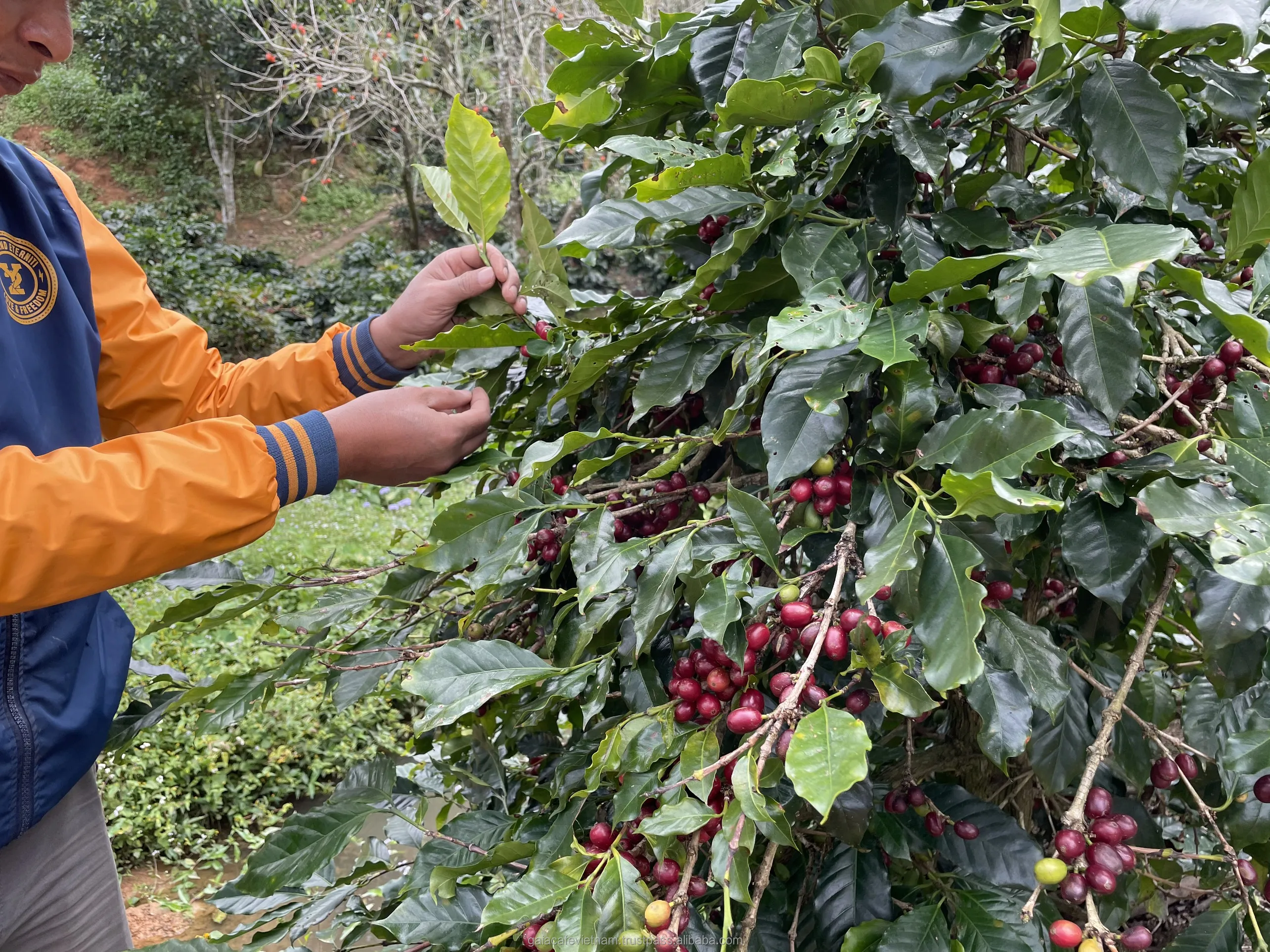 Green Robusta Coffee Beans Directly from Highland Farm 100% Robusta green coffee beans supplied by Viet Coffee Company