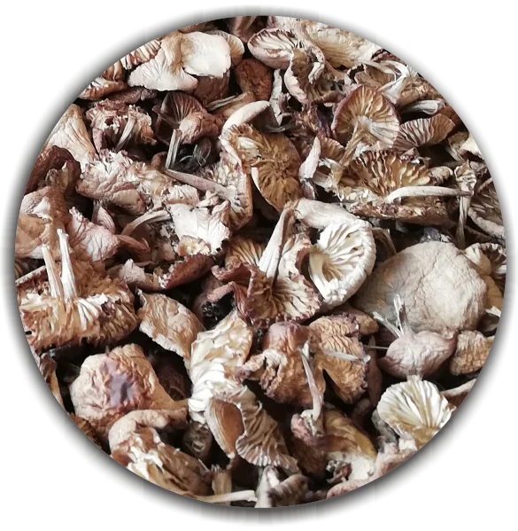 Dried Marasmius oreades First grade. Fairy ring mushroom from ecological fields in Bulgaria