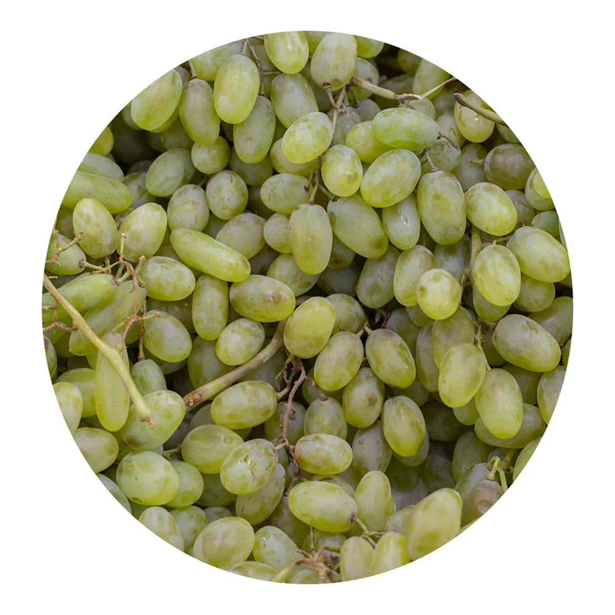 Fresh grapes from Uzbekistan own production bulk in price