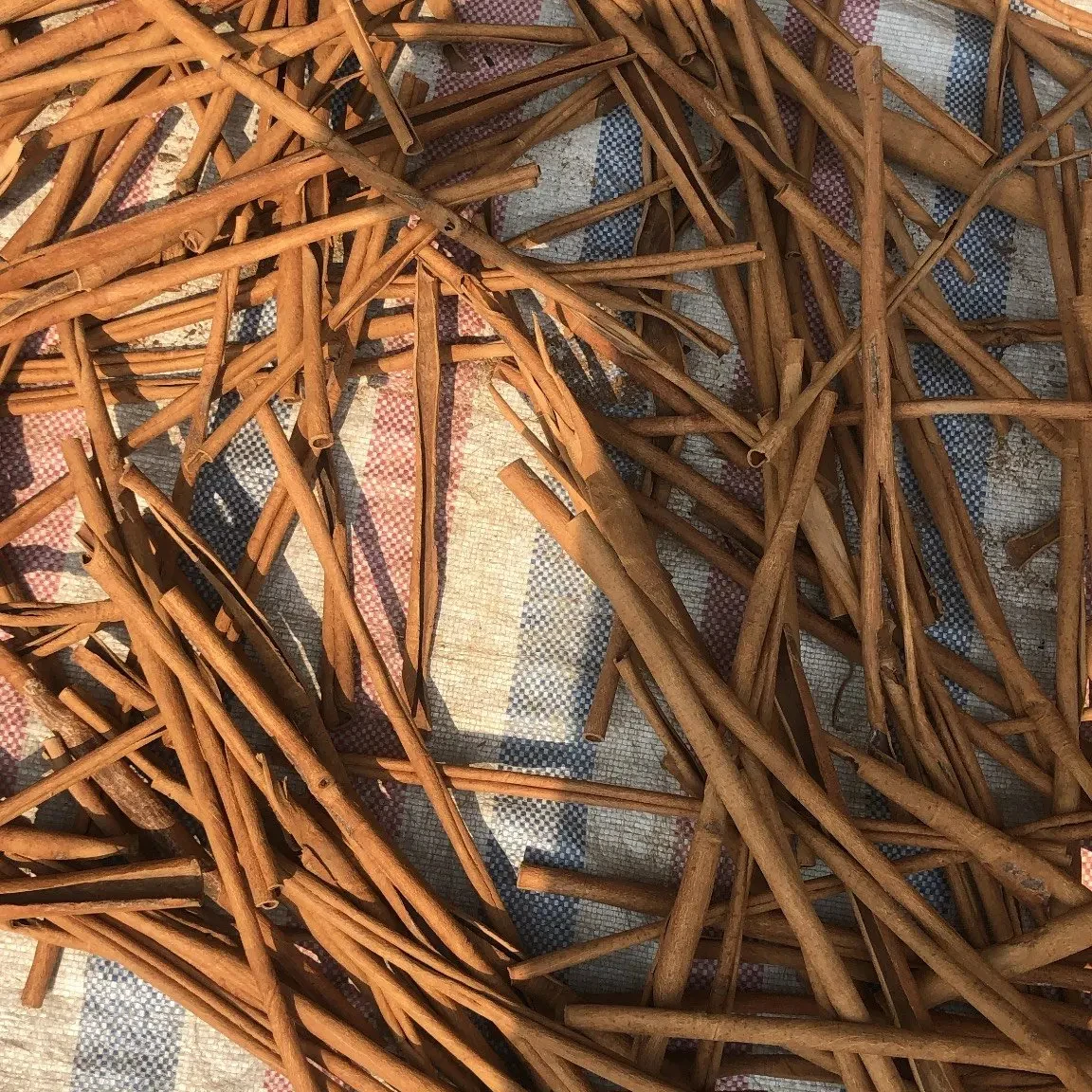 Cinnamon/ Cassia 2024 All types ready to export to all country Wholesale supplier Export to all via +84 838 366 717 (Ms.Lyna)