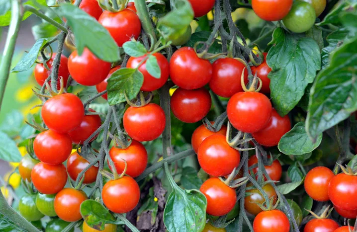 Premium Quality Fresh Cherry Tomato with Natural Red Agrowell Turkish Goods