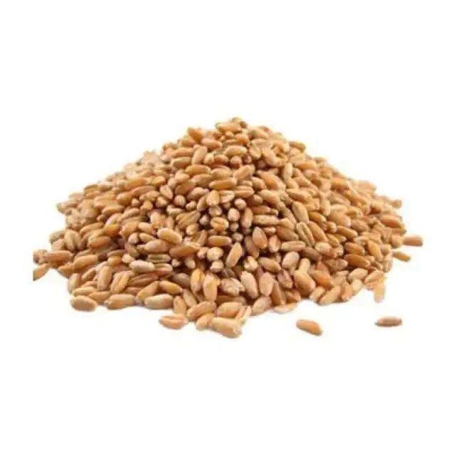 Wholesale Organic Oats wheat Grain