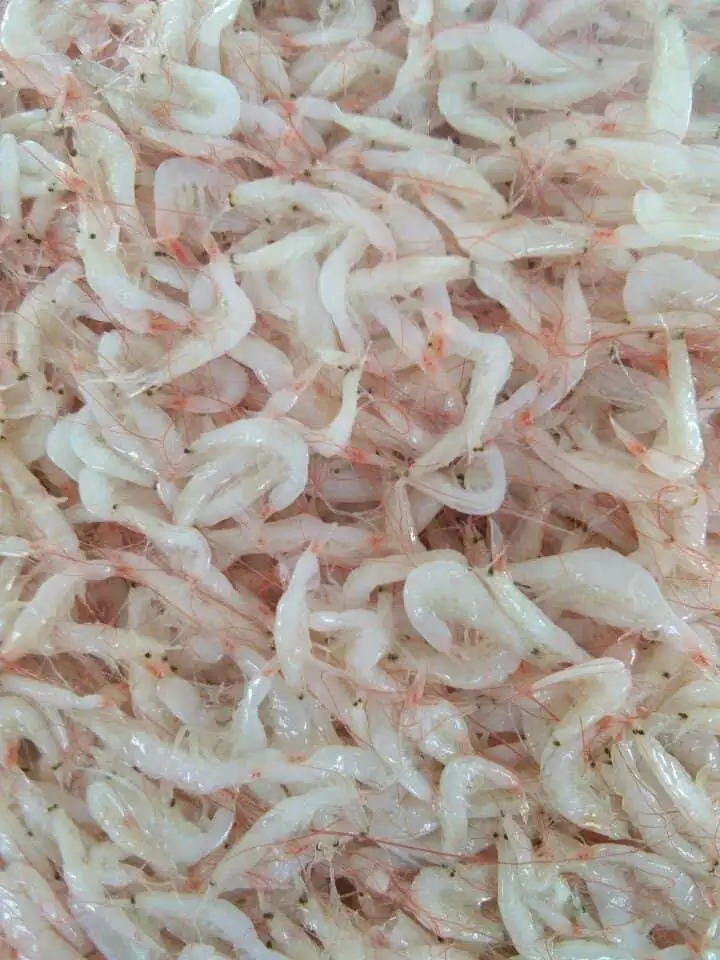 Wholesale Salted Baby Shrimp  Seafoods natural color, size and good condition Manufacturer Asia