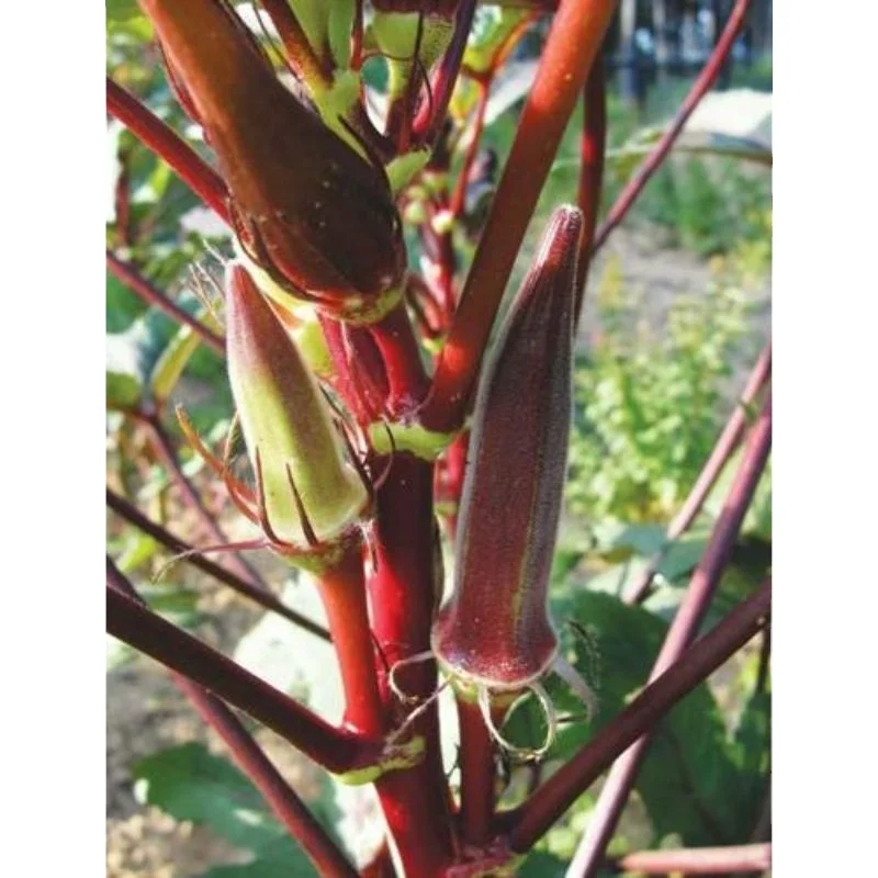 African Okra export in 30 / 40 / 50 gm sachet packing