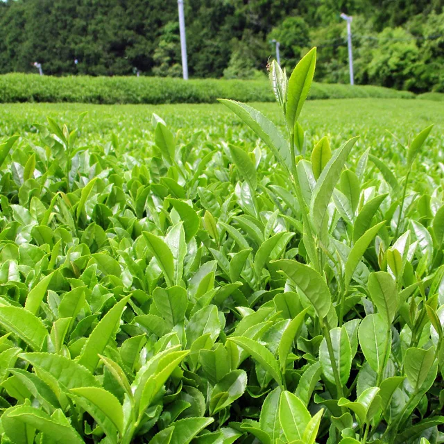 Japanese Ise green tea sayamakaori variety tea top grade sencha 30g