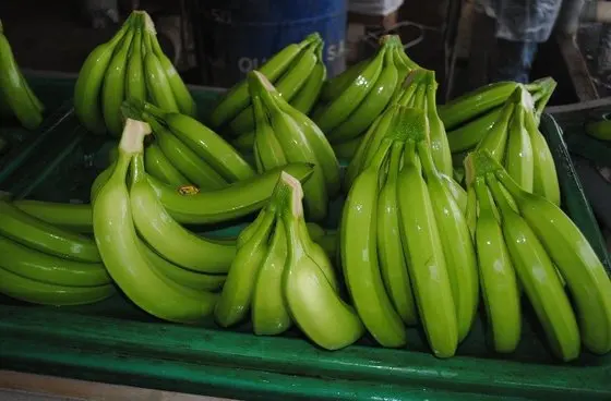 Grade-A-Cavendish-Banana.jpg