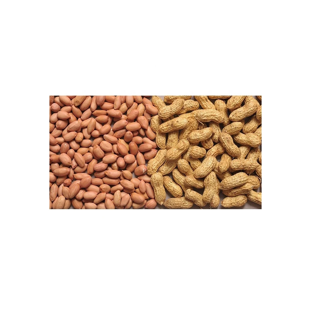 Best Price Dried Raw Peanuts / Peanuts in-shell Bulk Stock Available With Customized Packing High Quality Dried Raw Peanuts