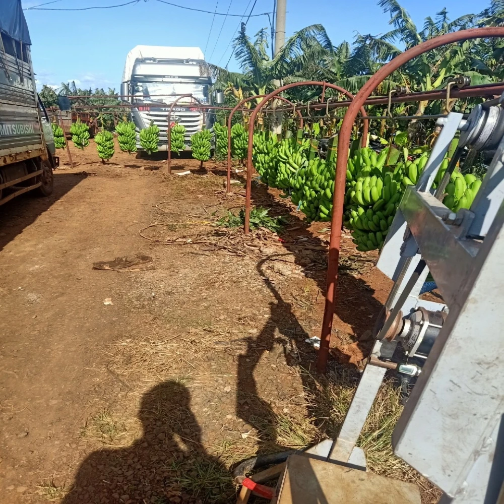 Green Banana Cheap Wholesale Cavendish Top Selling Vietnam Fresh Bananas Premium Fresh Fruits