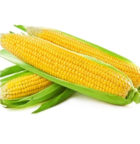 New Crop Non GMO Yellow Corn Maize for human and animal feed grade consumption Top Selling