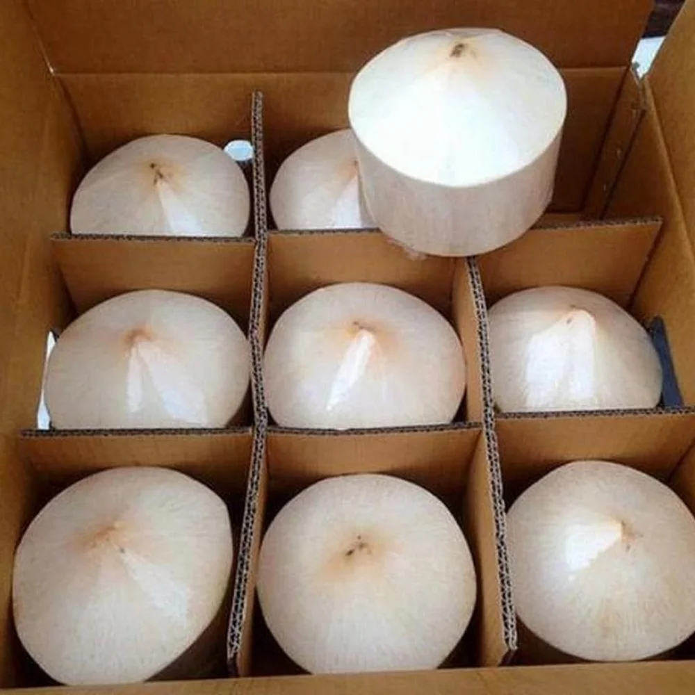 [Best Selling 2022] Top Quality Wholesale Good Price Organic Fresh Young Coconut 100% From Viet Nam