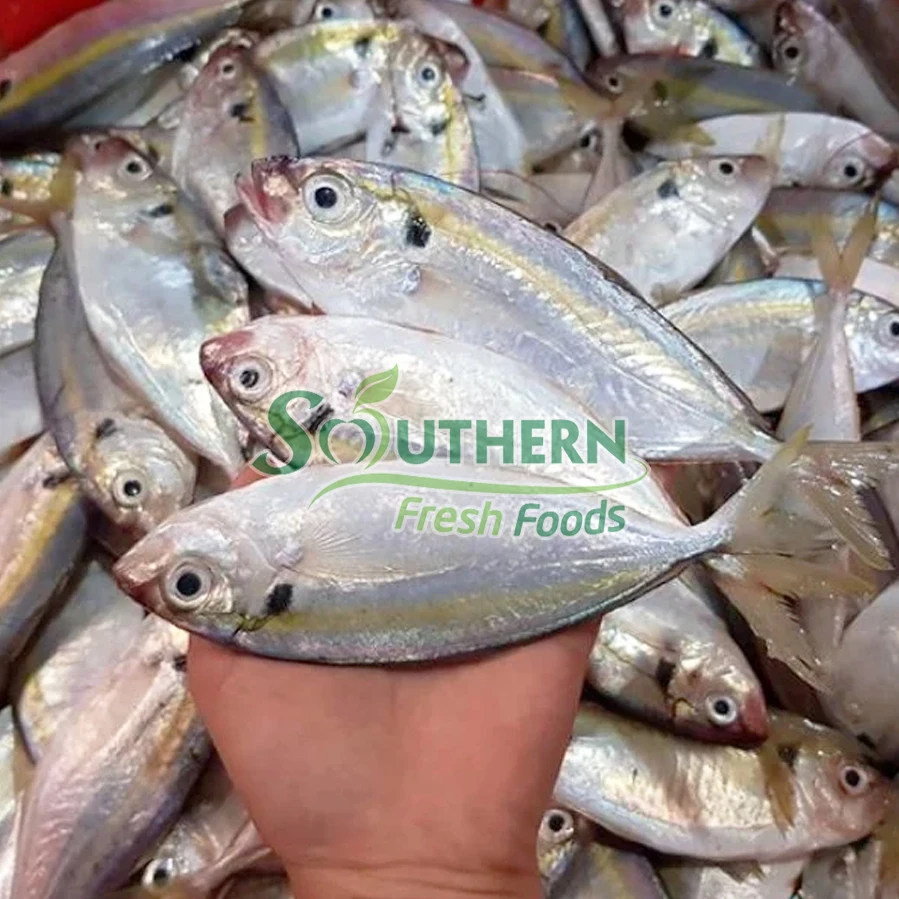 Packaging standard for export nature fish seafood Frozen Yellow Stripe Trevally Sea Fish Wild Caught SFF from Vietnam